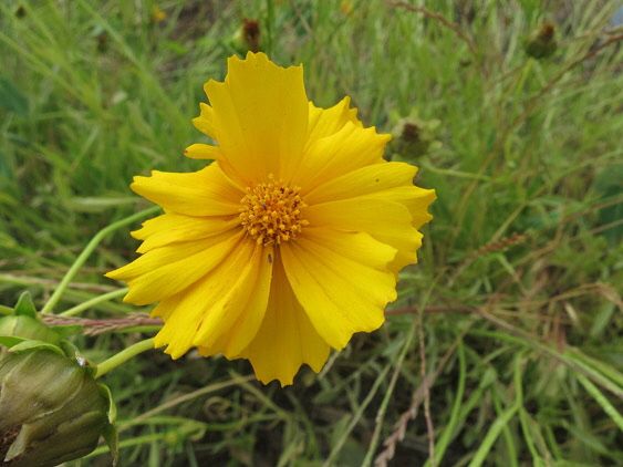 オオキンケイギクの花