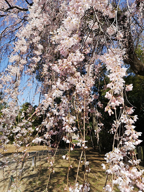 名所・名物　シダレザクラ 縦画像04