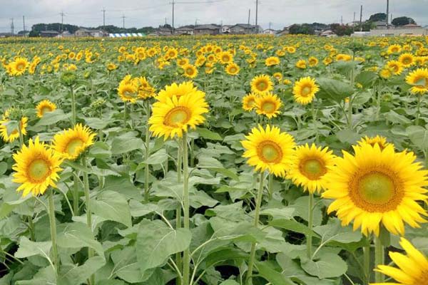 町長フォトニュース（20260718_野木町ひまわりフェスティバル）03