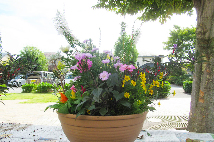 20241019_7（寄せ植え教室）