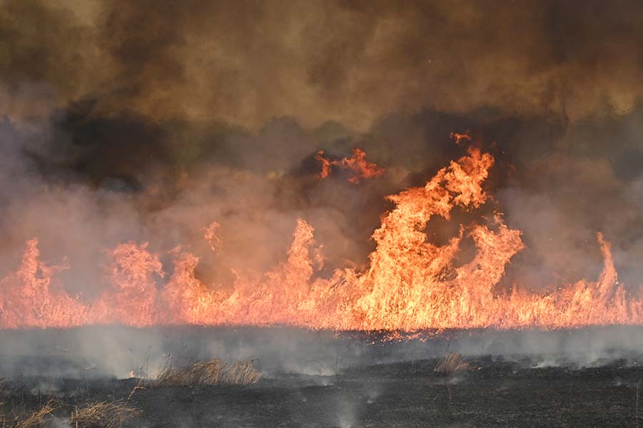 20250301_02（ヨシ焼き）