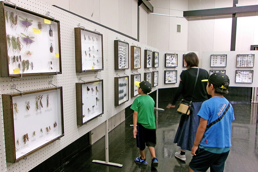 いたくらトピックス（20250729_世界の昆虫展）01