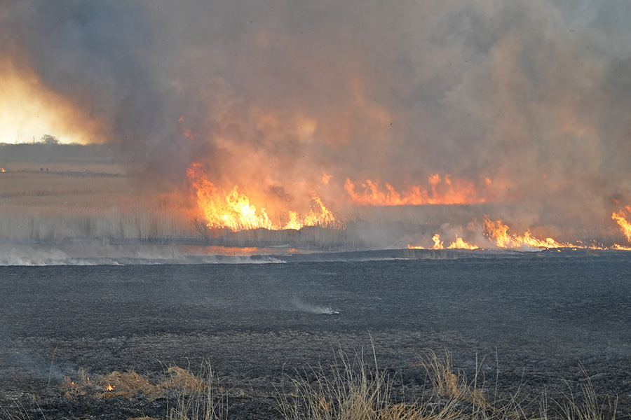 いたくらトピックス（20260314_ヨシ焼き）03