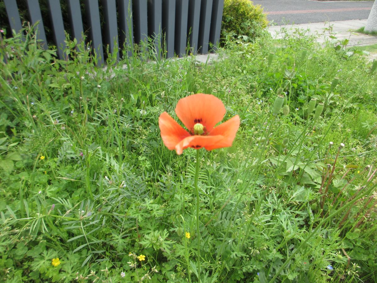 ナガミヒナゲシ２