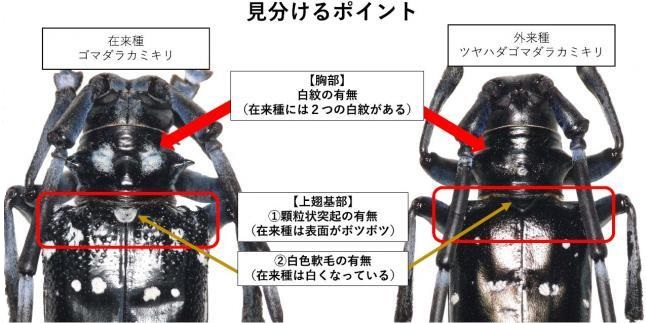 ツヤハダゴマダラカミキリ見分けるポイント