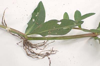 ナガエツルノゲイトウ_03