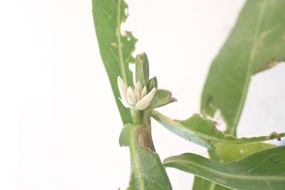 ナガエツルノゲイトウ_05