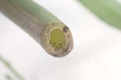 ナガエツルノゲイトウ_06