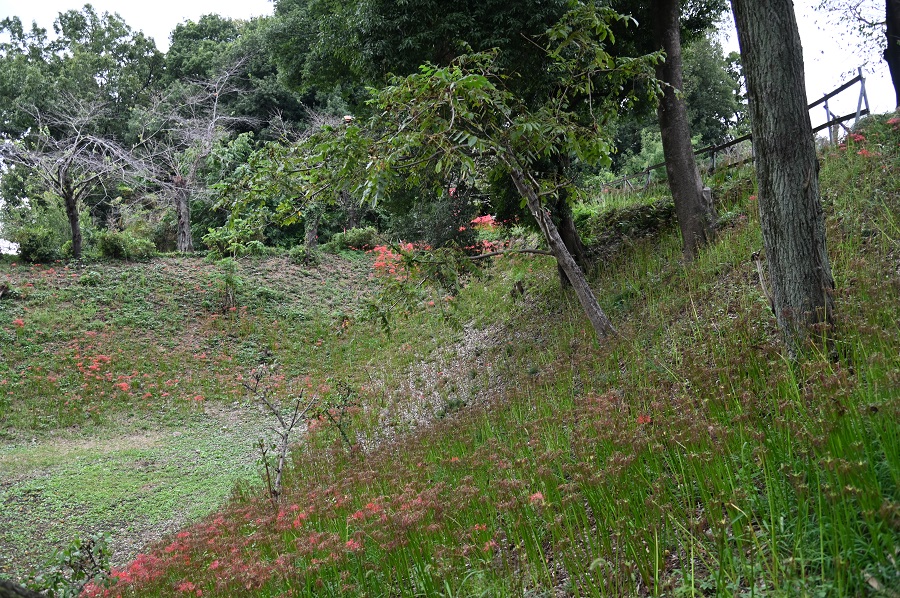 20251006_離山公園のヒガンバナ①