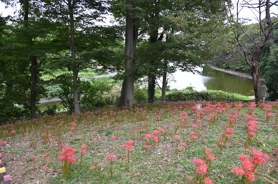 20251006_離山公園のヒガンバナ②