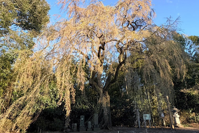 20260402_シダレザクラ01