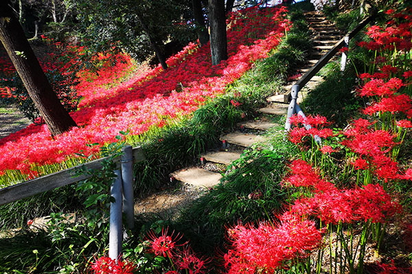 離山公園の彼岸花