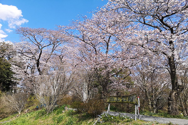 観光・イベント　離山公園の桜