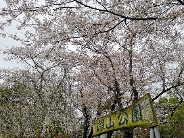 名所・名物　離山の桜01