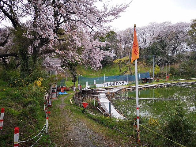 名所・名物 離山の桜02