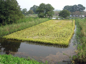 板倉町の魅力　水場景観［川田］