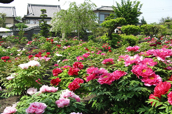 観光・イベント　清浄院_ボタン園