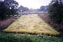 写真3（飯野の川田）