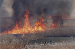 写真8 渡良瀬遊水地のヨシ焼き